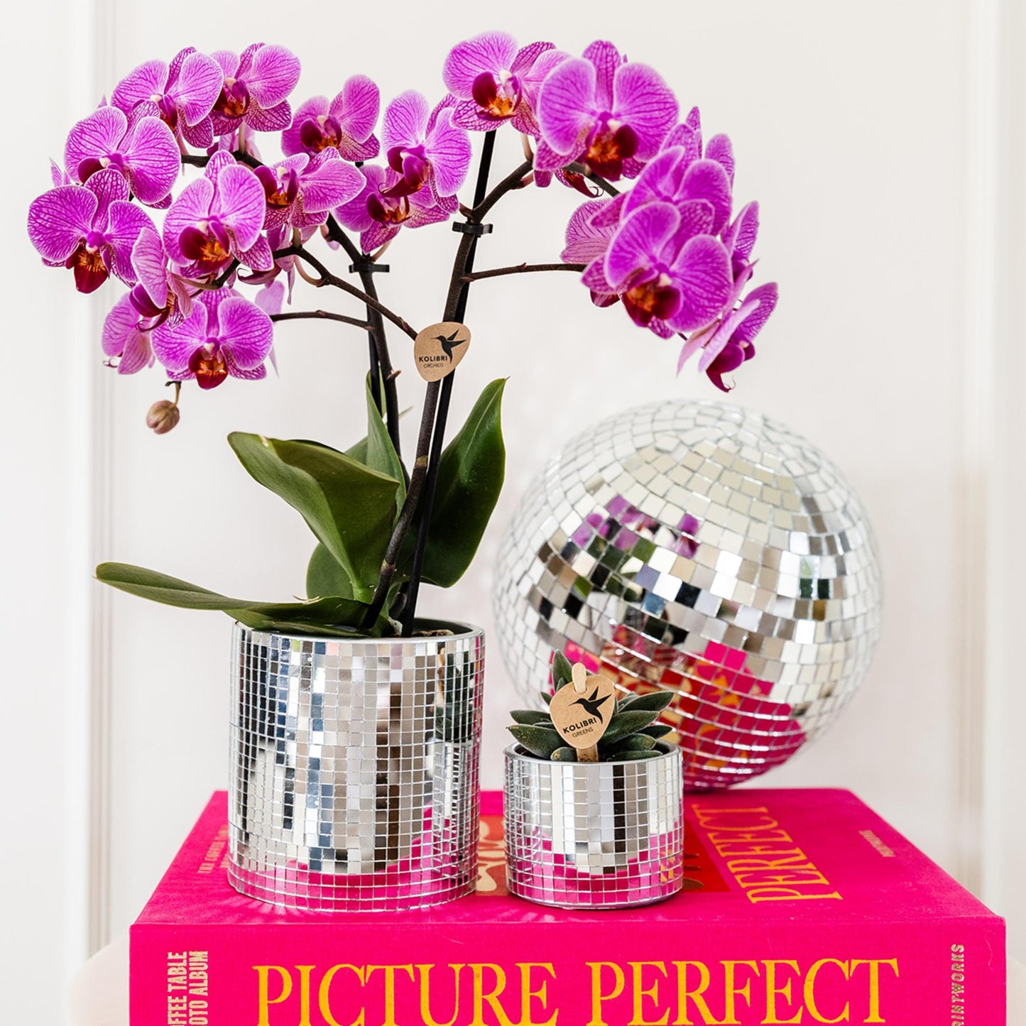 Kolibri-Orchideen | Lila/Rosa Phalaenopsis-Orchidee, Topfgröße Ø9cm | Wien | Blühende Zimmerpflanze – frisch vom Züchter