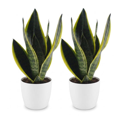 Green boutiQ - Sansevieria Future Superb - Vrouwentong - 2 Planten - met Potter Wit - Pot 12cm - Hoogte - 35cm