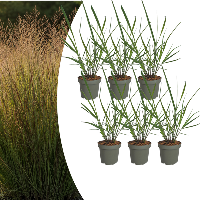 6x Panicum virgatum ‘Rotstrahlbusch’ – Siergras met warme herfstkleuren | Potmaat 12 cm