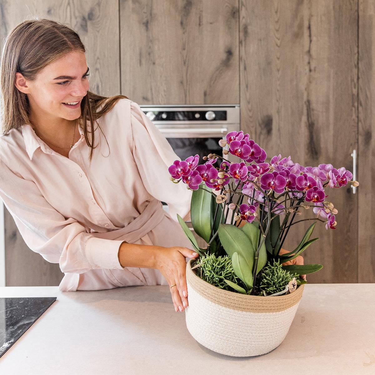 kolibri orchideeën plantenset met waterreservoir in katoenen mand, vrouw brengt deze prachtige plantenset in beeld.