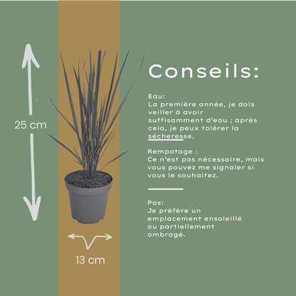 3x Panicum virgatum ‘Northwind’ – Sterk opgaand siergras met strakke groeivorm | Potmaat 12 cm