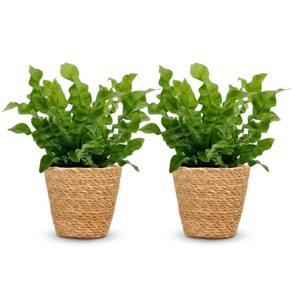 Green boutiQ - Asplenium Crispy Wave - Asplenium Crispy Wave - 2 Planten - met Mand - Pot 12cm - Hoogte - 30cm