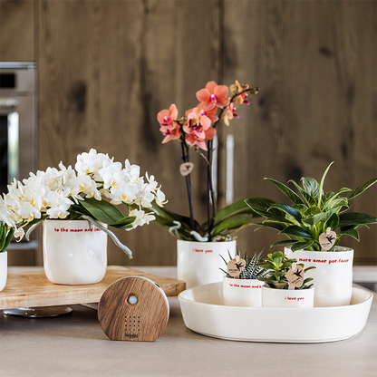 Kolibri Home | To the moon and back sierpot - Ø6cm