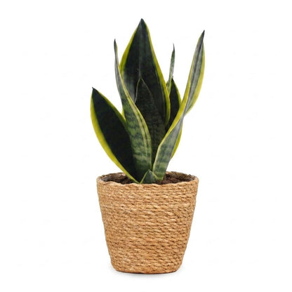 Green boutiQ - Sansevieria Future Superb - Vrouwentong - 1 Plant - met Mand - Pot 12cm - Hoogte 35cm