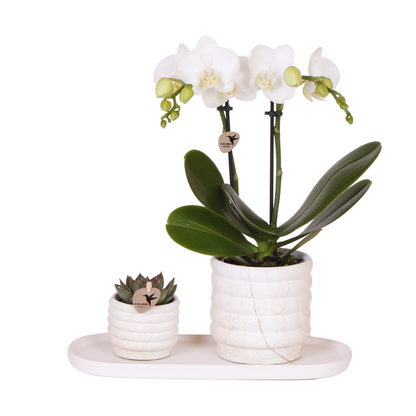 slow living gift set small met orchidee, inclusief witte Phalaenopsis in ceramic pot op wit dienblad.