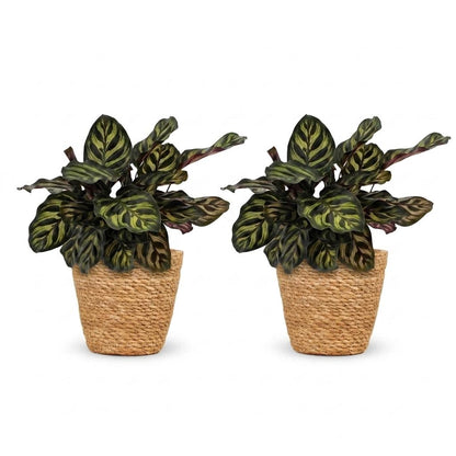 Green boutiQ - Calathea Makoyana - Pauwenplant - 2 Planten - met Mand - Pot 12cm - Hoogte - 25cm