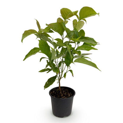 Green boutiQ - Tuinplant - Cornus mas - Bloem Geel - 1 Plant - Bladverliezend - Weinig Onderhoud - Pot 12cm Hoogte 35cm