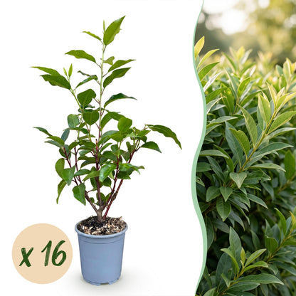 Green boutiQ - 16x Prunus lusitanica Angustifolia - Portugese Laurier - Haagplanten - Groenblijvend - Groen - Pot 9cm - Hoogte 25-35cm
