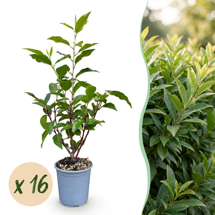 Green boutiQ - 16x Prunus lusitanica Angustifolia - Portugese Laurier - Haagplanten - Groenblijvend - Groen - Pot 9cm - Hoogte 25-35cm