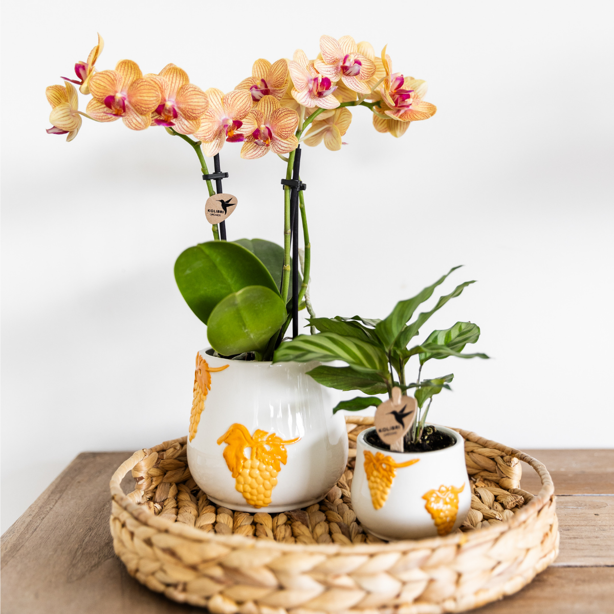 Kolibri Orchids | Orange Phalaenopsis orchid pot size Ø9cm | Jamaica | flowering houseplant - fresh from the grower