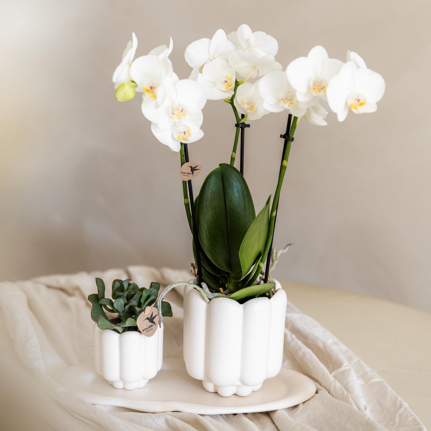 Kolibri Orchids | witte Phalaenopsis orchidee potmaat Ø9cm | Amabilis | bloeiende kamerplant - vers van de kweker