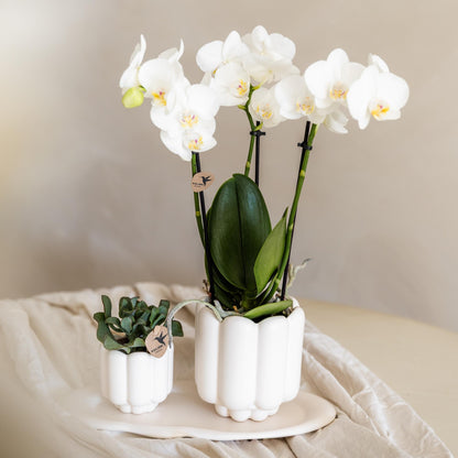 Kolibri Orchids | witte Phalaenopsis orchidee potmaat Ø9cm | Amabilis | bloeiende kamerplant - vers van de kweker