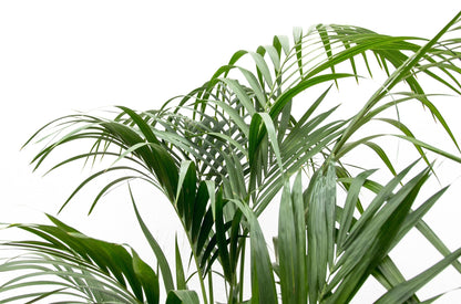Kentia palm - 170cm - ⌀21 -25