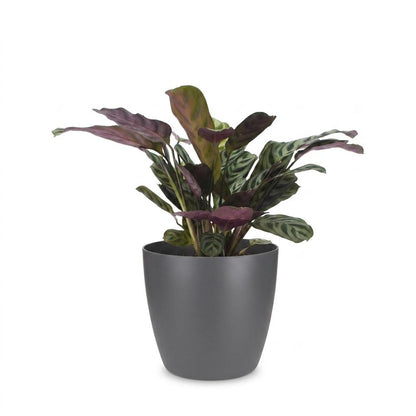 Green boutiQ - Ctenanthe Burle Marxii - Visgraatplant - 1 Plant - met Potter Grijs - Pot 12cm - Hoogte - 30cm