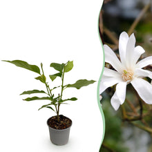 Green boutiQ - Tuinplant - Magnolia stellata - Bloem Wit - 1 Plant - Bladverliezend - Weinig Onderhoud - Pot 12cm Hoogte 30cm