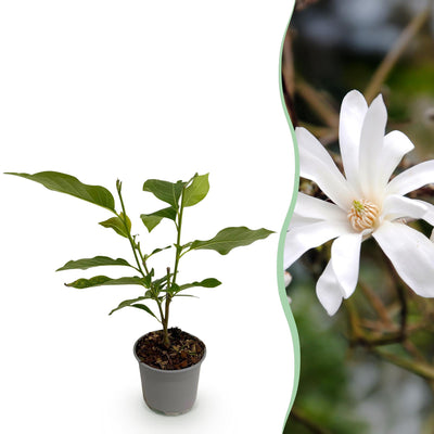 Green boutiQ – Gartenpflanze – Sternmagnolie (Magnolia stellata) – Weiße Blüte – 1 Pflanze – Laubabwerfend – Pflegeleicht – Topf: 12 cm, Höhe: 30 cm