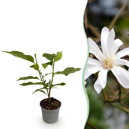 Green boutiQ - Garden plant - Magnolia stellata - White flower - 1 plant - Deciduous - Low maintenance - Pot 12cm Height 30cm