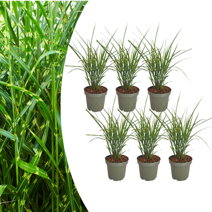 6x Miscanthus sinensis ‘Zebrinus’ – Opvallend zebragras met decoratief gestreept blad | Potmaat 12 cm