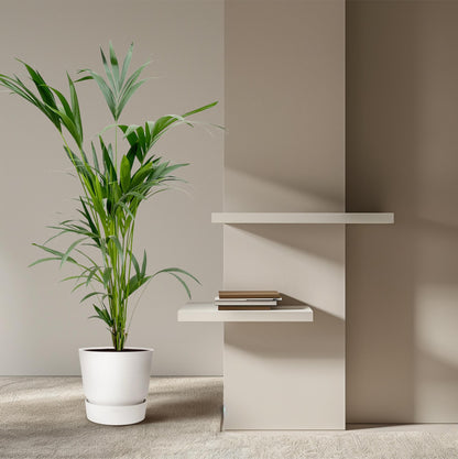 Kentia palm - 150cm - Ø24