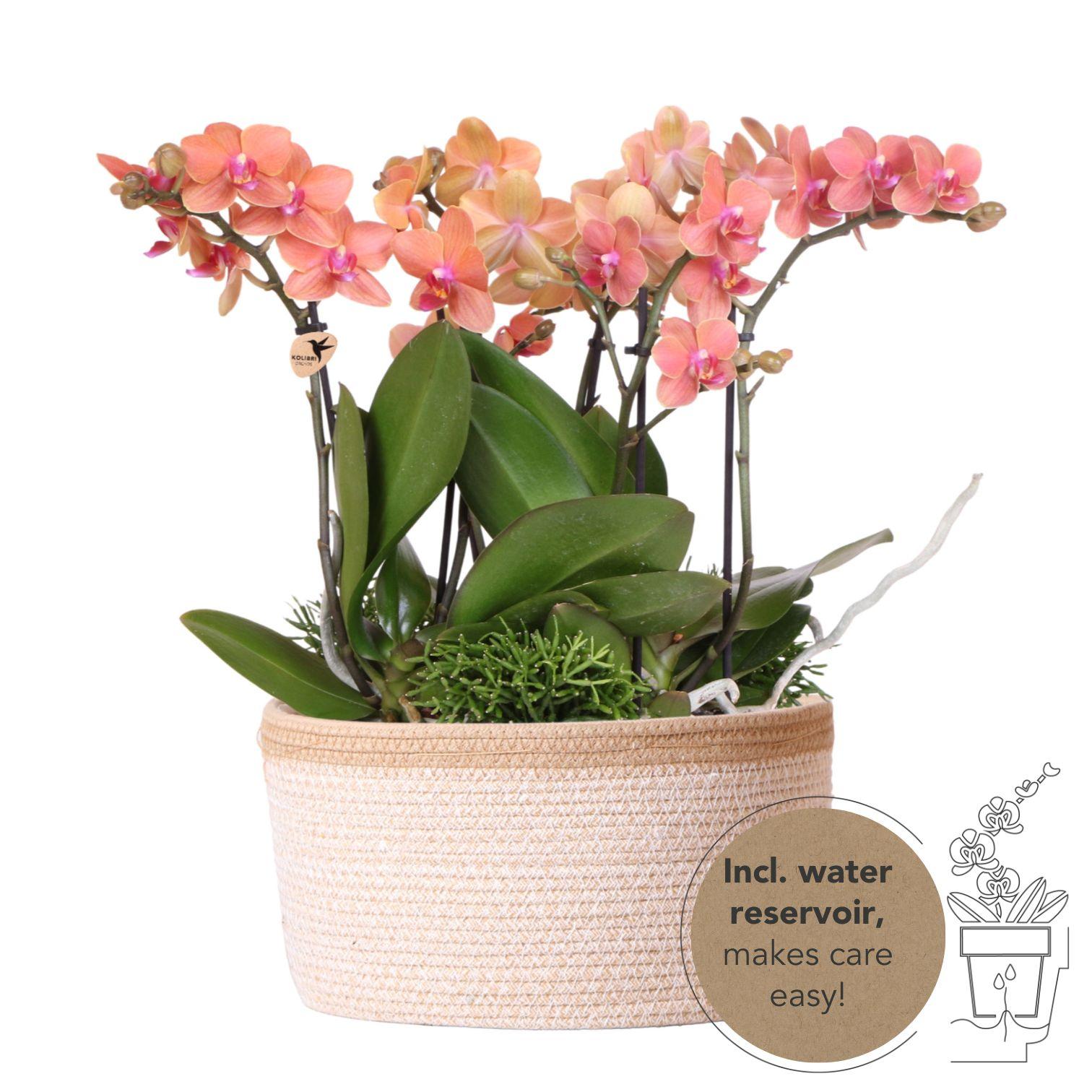 Oranje orchideeën plantenset met waterreservoir in katoenen mand, inclusief ingebouwd watergeefsysteem.