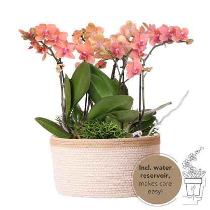Oranje orchideeën plantenset met waterreservoir in katoenen mand, inclusief ingebouwd watergeefsysteem.