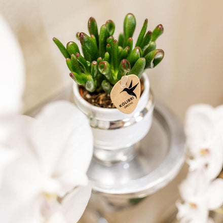 Hummingbird Greens | Succulent set of 2 plants in silver Le Chic decorative pots - ceramic pot size Ø9cm