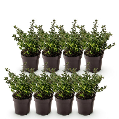 Green boutiQ - 8x Ilex crenata Stokes - Japanse Hulst - Haagplanten - Groenblijvend - Groen - Pot 9cm - Hoogte 20-30cm