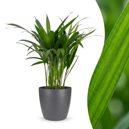 Green boutiQ - Areca Lutescens - Goudpalm - 1 Plant - met Potter Grijs - Pot 12cm - Hoogte - 45cm