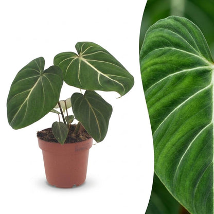 Green boutiQ - Philodendron Gloriosum - Glorie Philodendron - 1 Plant - Pot 12cm - Hoogte - 25cm
