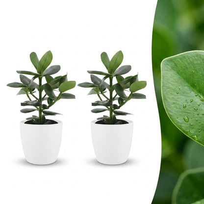 Green boutiQ - Clusia Princess - Clusia - 2 Planten - met Potter Wit - Pot 12cm - Hoogte - 40cm