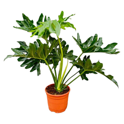 Philodendron Selloum - 60 cm - Ø22