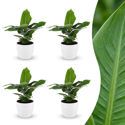 Green boutiQ - Musa Oriental Dwarf - Dwergbanaan - 4 Planten - met Potter Wit - Pot 12cm - Hoogte - 30cm