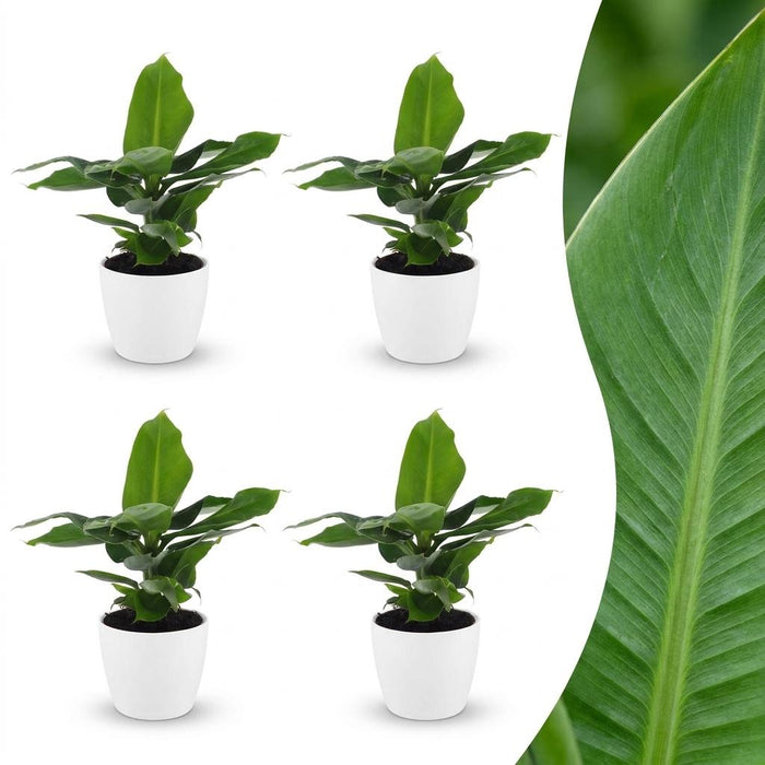 Green boutiQ - Musa Oriental Dwarf - Dwergbanaan - 4 Planten - met Potter Wit - Pot 12cm - Hoogte - 30cm