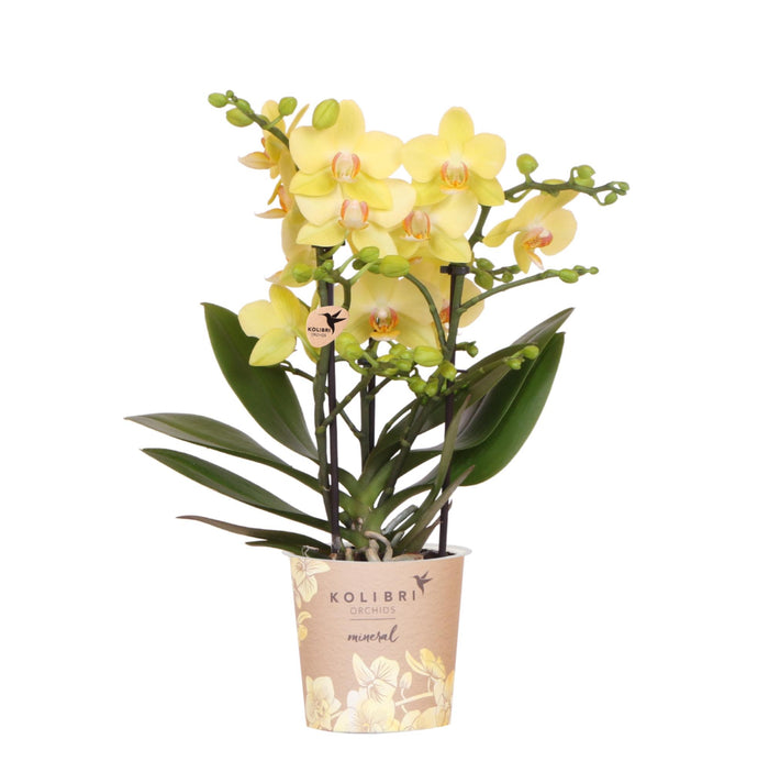 Kolibri Orchids | gele Phalaenopsis orchidee - Albenga - potmaat Ø9cm | bloeiende kamerplant - vers van de kweker