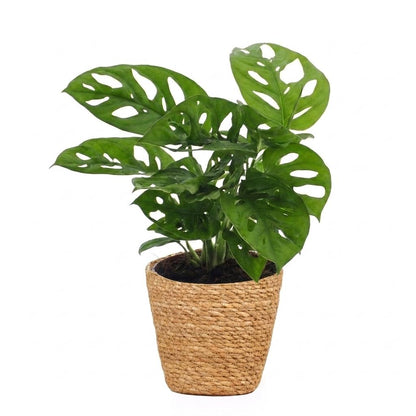 Green boutiQ - Monstera Adansonii - Rhaphidophora Tetrasperma - 1 Plant - met Mand - Pot 12cm - Hoogte - 25cm