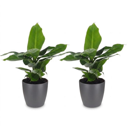 Green boutiQ - Musa Oriental Dwarf - Dwergbanaan - 2 Planten - met Potter Grijs - Pot 12cm - Hoogte - 30cm