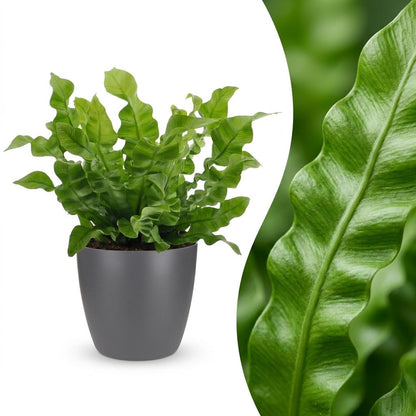 Green boutiQ - Asplenium Crispy Wave - Asplenium Crispy Wave - 1 Plant - met Potter Grijs - Pot 12cm - Hoogte - 30cm