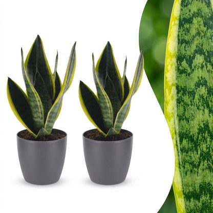 Green boutiQ - Sansevieria Future Superb - Vrouwentong - 2 Planten - met Potter Grijs - Pot 12cm - Hoogte - 35cm
