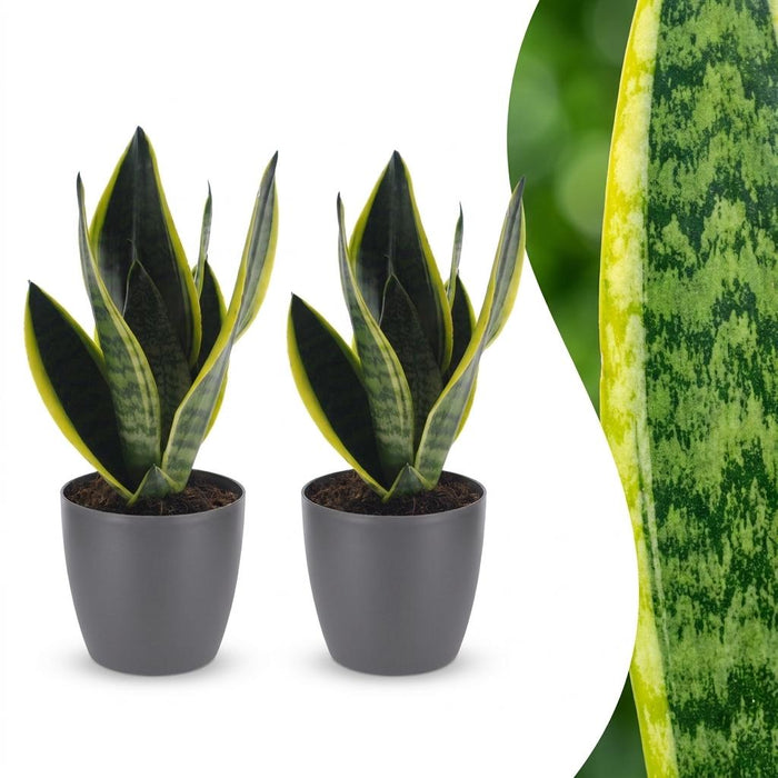 Green boutiQ - Sansevieria Future Superb - Vrouwentong - 2 Planten - met Potter Grijs - Pot 12cm - Hoogte - 35cm