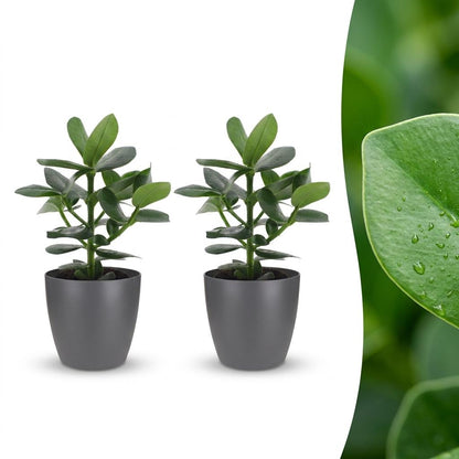 Green boutiQ - Clusia Princess - Clusia - 2 Planten - met Potter Grijs - Pot 12cm - Hoogte - 40cm