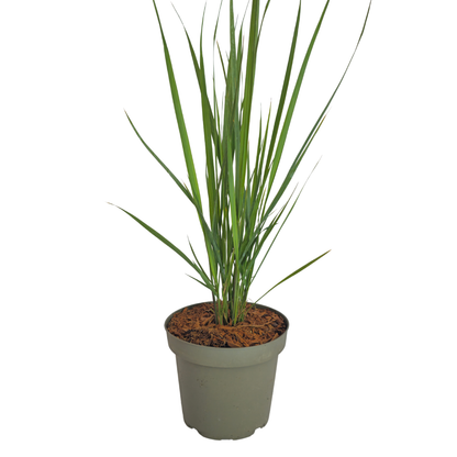 3x Panicum virgatum ‘Northwind’ – Sterk opgaand siergras met strakke groeivorm | Potmaat 12 cm