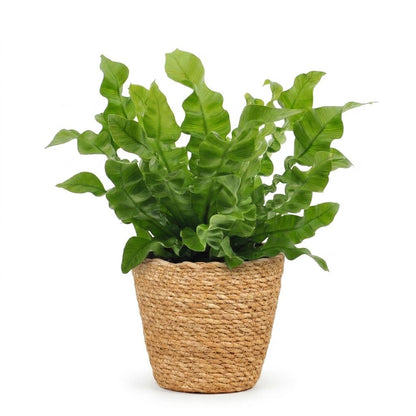 Green boutiQ - Asplenium Crispy Wave - Asplenium Crispy Wave - 1 Plant - met Mand - Pot 12cm - Hoogte - 30cm