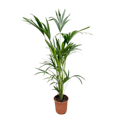 Kentia palm - 150cm - Ø24
