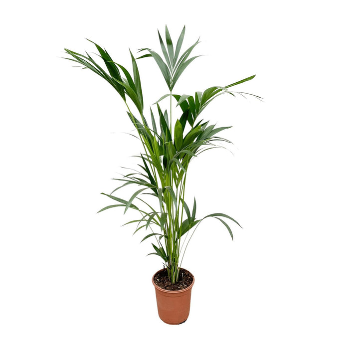 Kentia palm - 150cm - Ø24