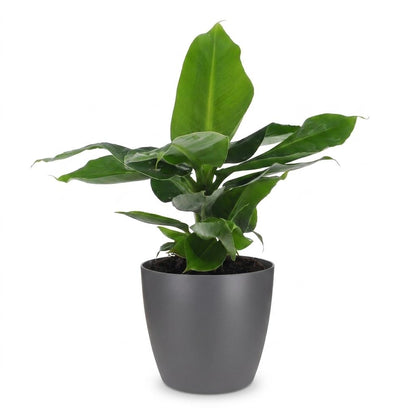 Green boutiQ - Musa Oriental Dwarf - Dwergbanaan - 1 Plant - met Potter Grijs - Pot 12cm - Hoogte - 30cm