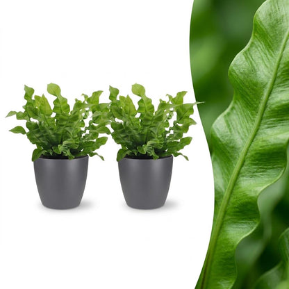 Green boutiQ - Asplenium Crispy Wave - Asplenium Crispy Wave - 2 Planten - met Potter Grijs - Pot 12cm - Hoogte - 30cm