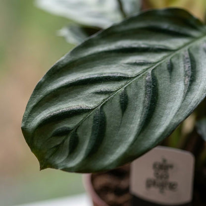 Green boutiQ - Ctenanthe Burle Marxii - Visgraatplant - 1 Plant - met Zeegras Mand - Pot 12cm - Hoogte 30cm