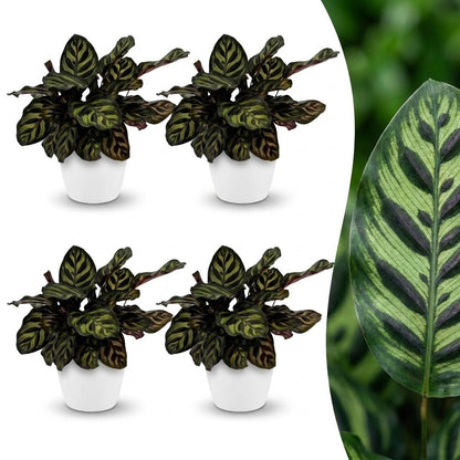 Calathea Makoyana - Pauwenplant - 4 Planten - met Potter Wit - Pot 12cm - Hoogte - 25cm