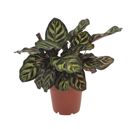 Green boutiQ - Calathea Makoyana - Pauwenplant - 1 Plant - Pot 12cm - Hoogte - 25cm