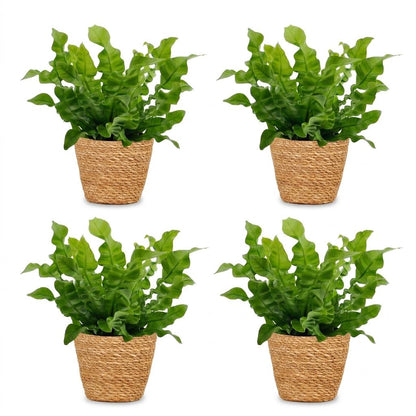 Green boutiQ - Asplenium Crispy Wave - Asplenium Crispy Wave - 4 Planten - met Mand - Pot 12cm - Hoogte - 30cm